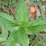 Verbena urticifolia Лист