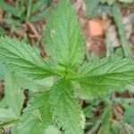 Verbena urticifolia Blad