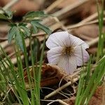 Viola eizanensis Цвят