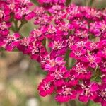 Achillea distans Flor