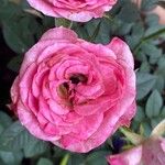 Rosa × polliniana