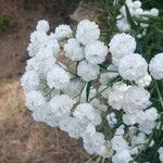 Achillea ptarmica Kvet