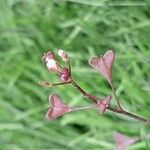 Capsella rubella Blüte