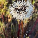 Achyrachaena mollis Кветка