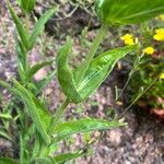 Penstemon cobaea Blad