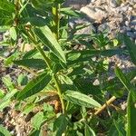 Lythrum salicaria Blatt