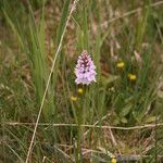 Dactylorhiza maculata 整株植物