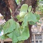 Platycerium elephantotis Leaf