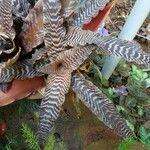 Cryptanthus zonatus Blad