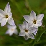 Ipheion uniflorum Flor