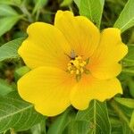 Ludwigia peploides 花