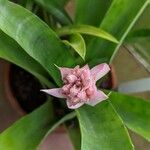 Aechmea allenii Квітка