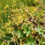 Alchemilla fissa Blüte