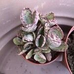 Kalanchoe marmorataFolha