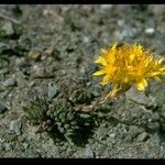 Sedum stenopetalum Floare