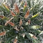 Agave polianthiflora Leht