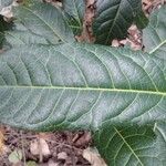 Rinorea ilicifolia Hoja