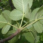 Amphipterygium simplicifolium Leaf