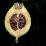 Tamilnadia uliginosa Fruto