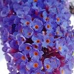 Buddleja japonica Fleur