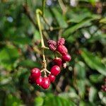 Psychotria carthagenensis Fruto