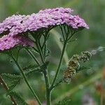 Achillea distans Flower