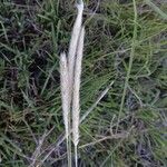 Setaria sphacelata Cvet