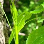 Smilax tamnoides Blatt