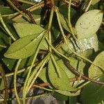 Peperomia glabella Hoja