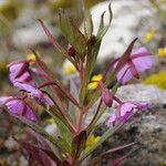 Epilobium conspersum Агульны выгляд