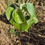 Ipomoea spathulata पत्ता