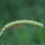 Senna chrysocarpa Fruit