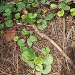 Dichondra carolinensis Feuille