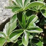 Alchemilla saxatilis Leaf