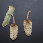 Annona foetida Otro