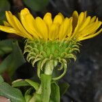 Grindelia hirsutula Flower