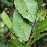 Diospyros ferrea Leaf