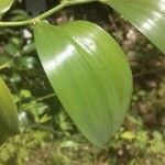 Geitonoplesium cymosum Otro