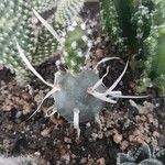 Tephrocactus articulatus Leht