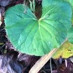 Ligularia dentata Leaf