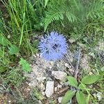 Jasione montana 花