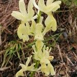 Orchis provincialis Flor