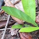 Brackenridgea arenaria Лист