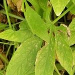 Cyclanthera pedata Leaf