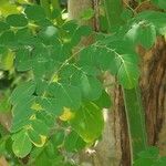 Moringa oleifera Blad