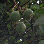 Sonneratia caseolaris Fruit
