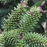 Abies pinsapo Blad