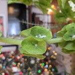 Moluccella laevis Blomma