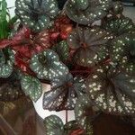 Begonia chlorosticta 葉