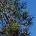 Pinus attenuata Агульны выгляд